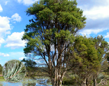 Olej čajovníku australského