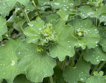 Jitrocel a kontryhel