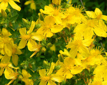 Třezalka pro duševní pohodu