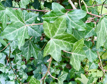 Jedovatý i léčivý břečťan