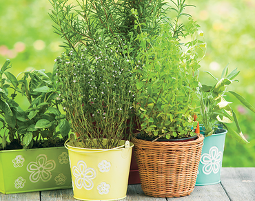 Bylinková zahrádka