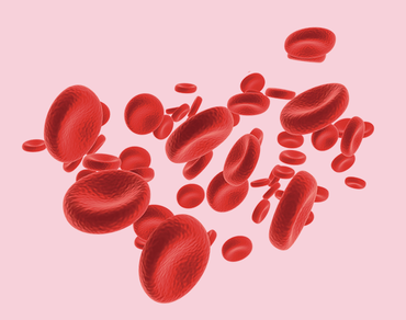 Význam železa pro organismus