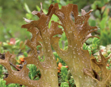 Lišejník na namáhané hlasivky