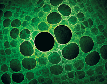 Chlorofyl - zeleň listová