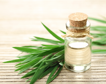 Není kajeput jako kajeput