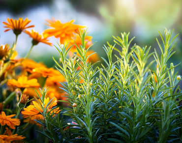 Měsíček a rozmarýna