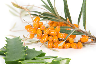 Rakytník – vitaminový král